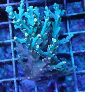 No.11 フィジー産 オオバナサンゴ グリーンマルチを買うならアクア