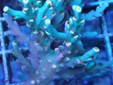 画像2: No.3 スペシオーサ (2)