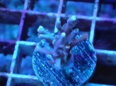 画像1: No.4 スペシオーサ (1)