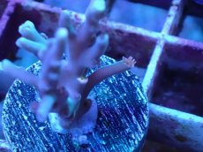 画像2: No.4 スペシオーサ (2)