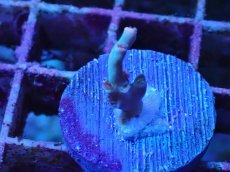 画像1: No.5 スペシオーサ (1)