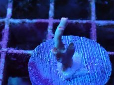 画像2: No.5 スペシオーサ (2)