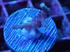 画像1: No.6 スペシオーサ (1)