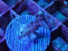 画像2: No.6 スペシオーサ (2)