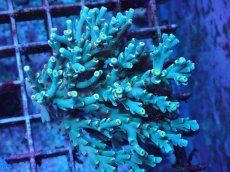 画像1: No.7 スペシオーサ (1)