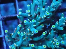 画像2: No.7 スペシオーサ (2)