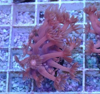 ハナガササンゴレッド ハナガササンゴ レッド【インドネシア産】 | 海水魚図鑑（過去入荷