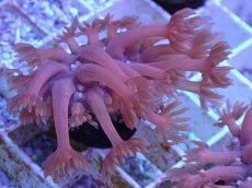 画像2: No.1 ハナガササンゴ　レッド (2)