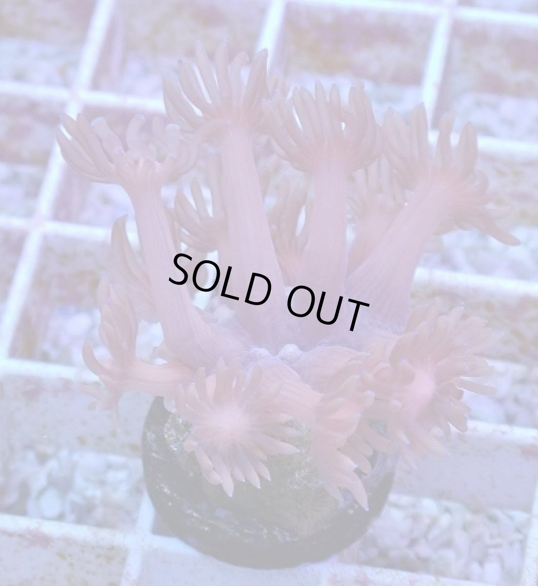 画像1: No.2 ハナガササンゴ　レッド (1)