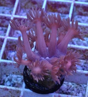 ハナガササンゴ Goniopora を買うならアクアスタイルユー｜｜大阪から