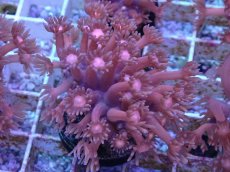 画像1: No.3 ハナガササンゴ　レッド (1)