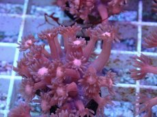 画像1: No.4 ハナガササンゴ　レッド (1)