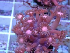 画像2: No.4 ハナガササンゴ　レッド (2)