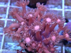 画像2: No.5 ハナガササンゴ　レッド (2)