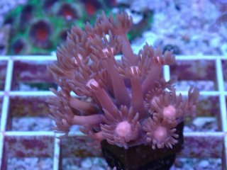 ハナガササンゴ Goniopora を買うならアクアスタイルユー｜｜大阪から