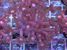 画像1: No.7 ハナガササンゴ　レッド (1)