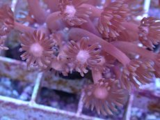 画像2: No.7 ハナガササンゴ　レッド (2)