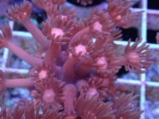 画像2: No.8 ハナガササンゴ　レッド (2)