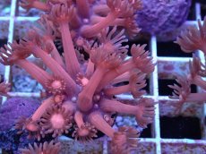 画像1: No.9 ハナガササンゴ　レッド (1)