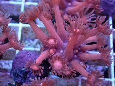 画像2: No.9 ハナガササンゴ　レッド (2)