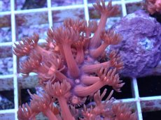 画像1: No.10 ハナガササンゴ　レッド (1)