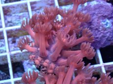 画像2: No.10 ハナガササンゴ　レッド (2)