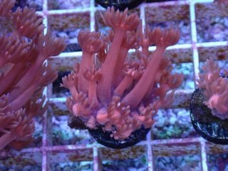 ハナガササンゴ Goniopora を買うならアクアスタイルユー｜｜大阪から