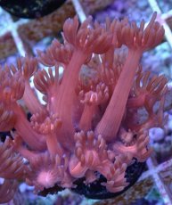 画像2: No.11 ハナガササンゴ　レッド (2)