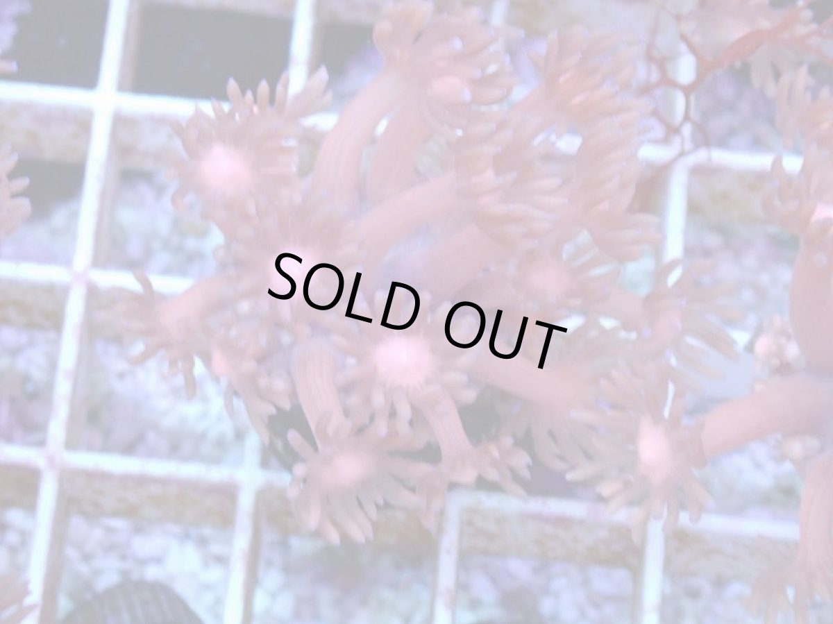 画像1: No.12 ハナガササンゴ　レッド (1)