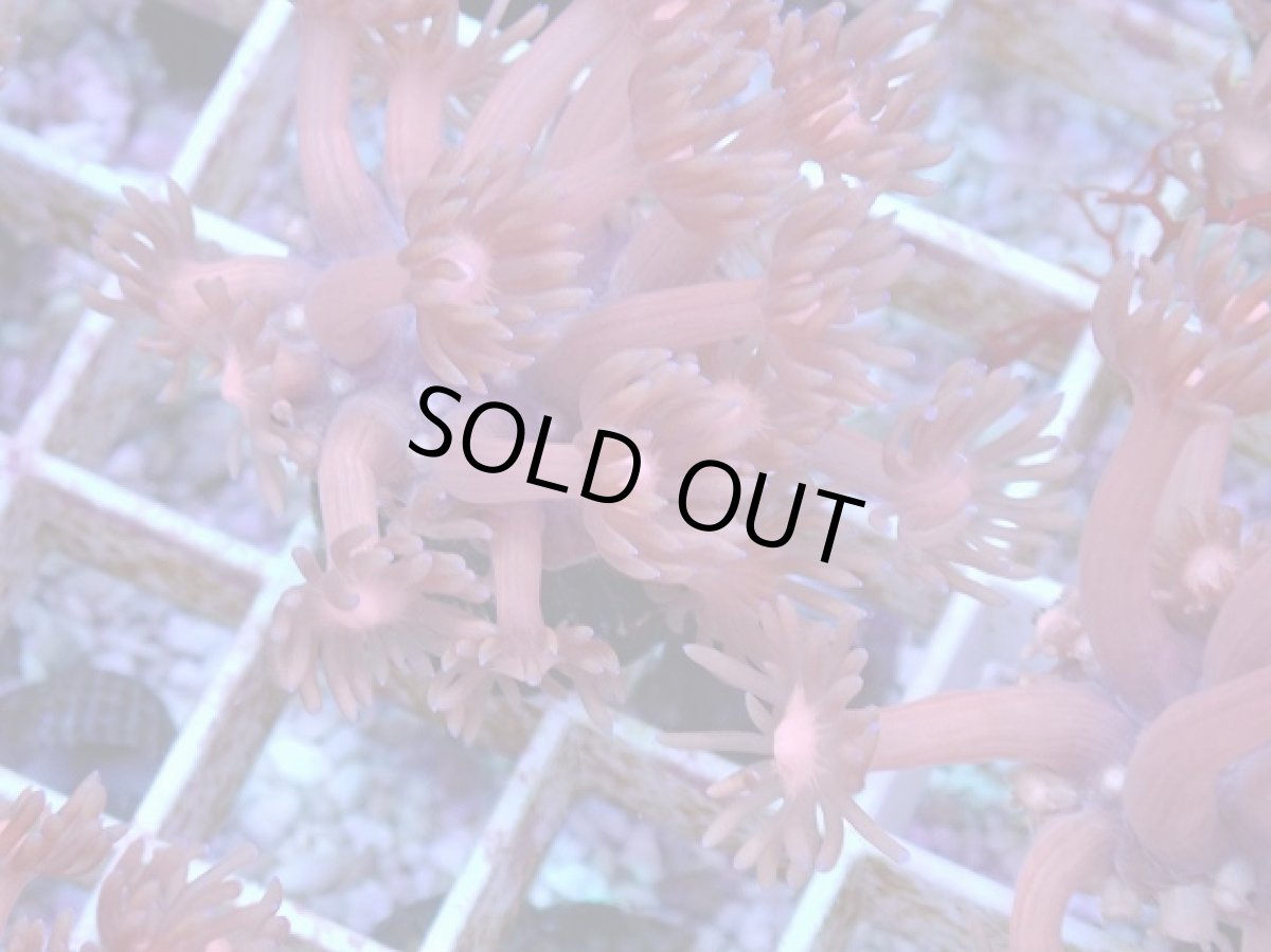 画像2: No.12 ハナガササンゴ　レッド (2)