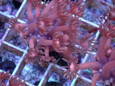 画像2: No.12 ハナガササンゴ　レッド (2)