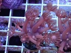 画像1: No.13 ハナガササンゴ　レッド (1)