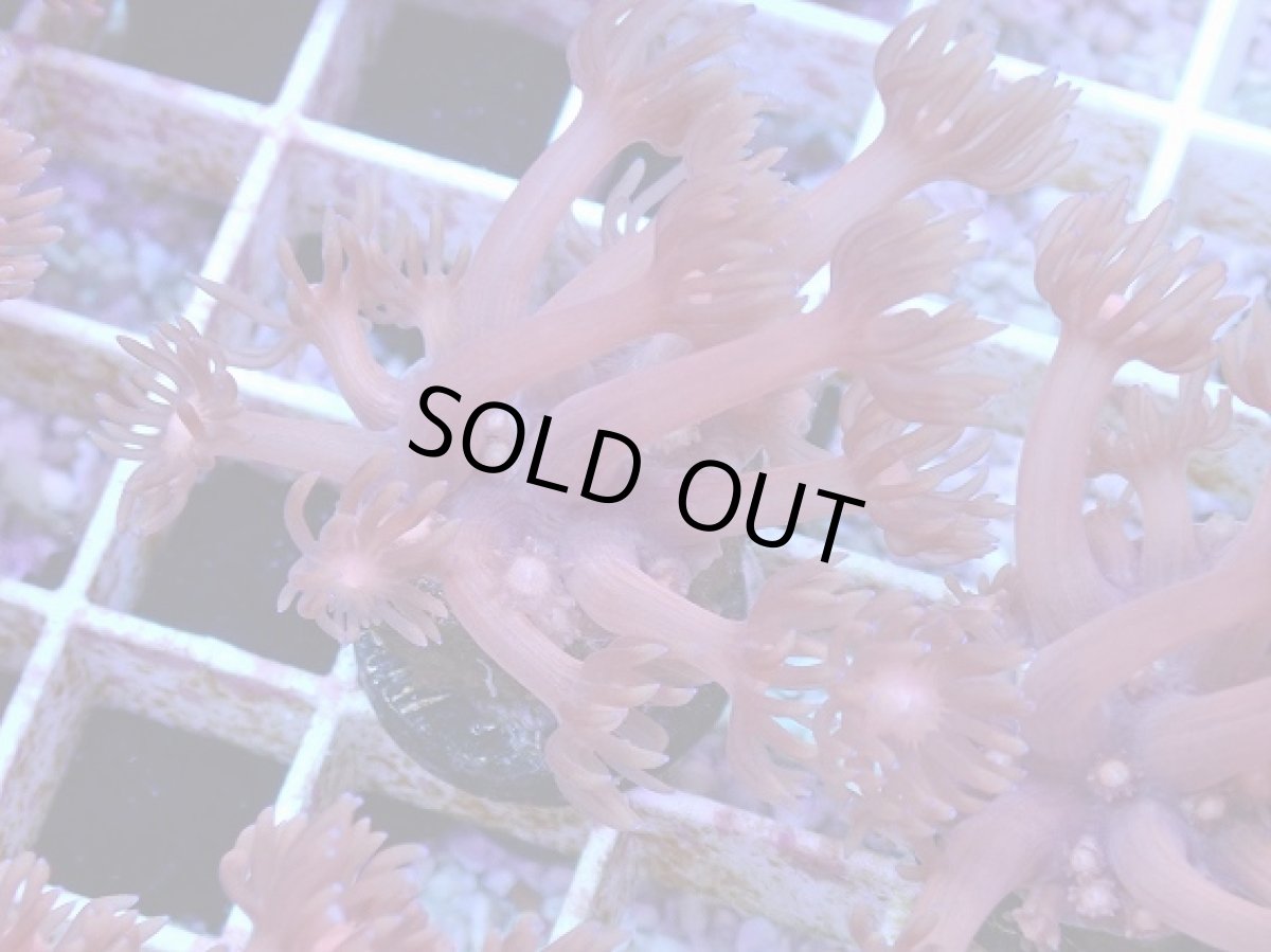 画像2: No.13 ハナガササンゴ　レッド (2)