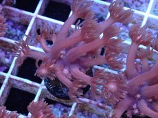 画像2: No.13 ハナガササンゴ　レッド (2)