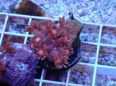 画像1: No.14 ハナガササンゴ　レッド (1)