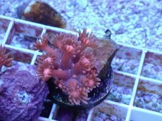 画像2: No.14 ハナガササンゴ　レッド (2)