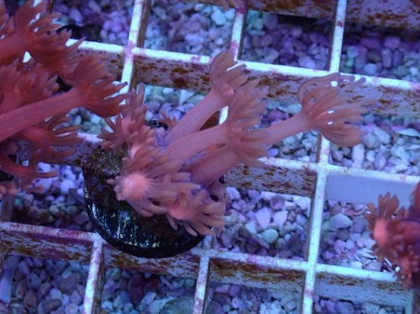 No.15 ハナガササンゴ レッドを買うならアクアスタイルユー 大阪の