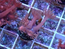 画像2: No.15 ハナガササンゴ　レッド (2)