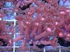 画像1: No.16 ハナガササンゴ　レッド (1)