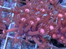 画像2: No.16 ハナガササンゴ　レッド (2)