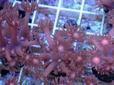 画像1: No.17 ハナガササンゴ　レッド (1)