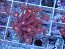 画像2: No.18 ハナガササンゴ　レッド (2)