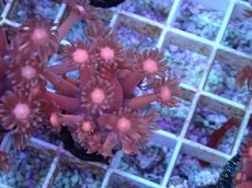 画像1: No.19 ハナガササンゴ　レッド (1)