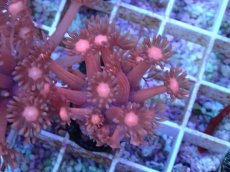 画像2: No.19 ハナガササンゴ　レッド (2)