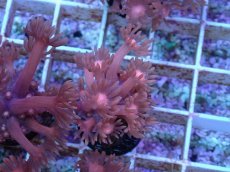 画像1: No.20 ハナガササンゴ　レッド (1)