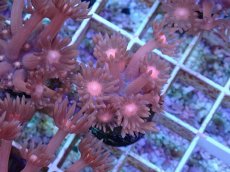 画像2: No.20 ハナガササンゴ　レッド (2)