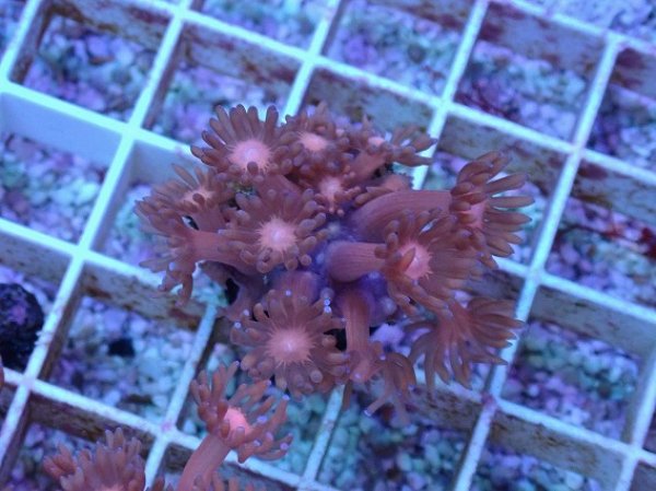 No.21 ハナガササンゴ レッドを買うならアクアスタイルユー 大阪の