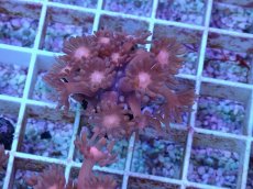 画像2: No.21 ハナガササンゴ　レッド (2)