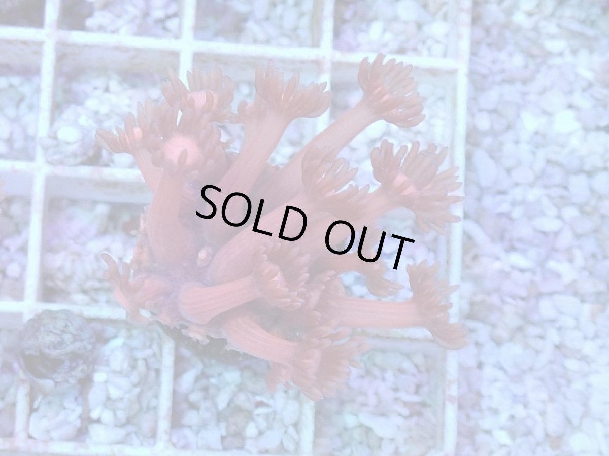 画像1: No.22 ハナガササンゴ　レッド (1)