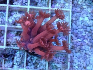 ハナガササンゴ Goniopora を買うならアクアスタイルユー｜｜大阪から